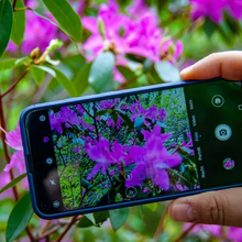 Descubre todo de tus plantas: aplicaciones móviles